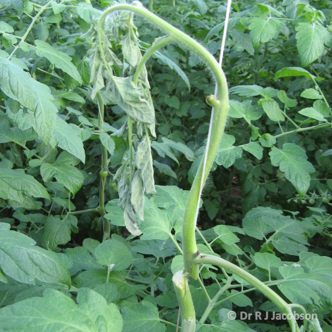 A damage stem caused by Tuta absoluta. Copyright of Dr R J Jacobson (RJC Ltd).